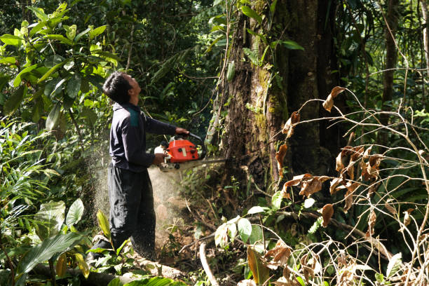 Trusted Costa Mesa, CA Tree Care Services Experts